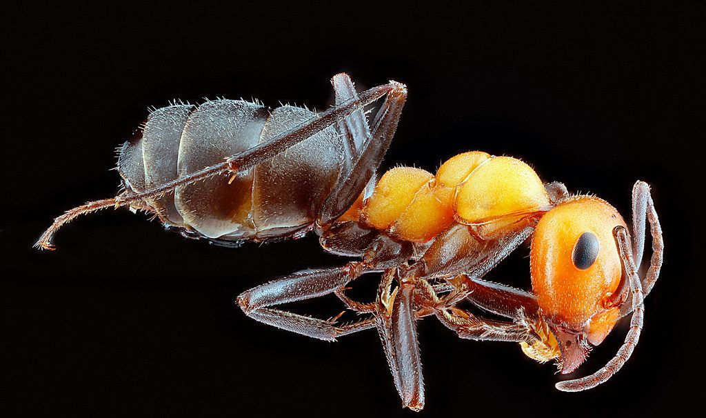Ant Control service in Vancouver, WA