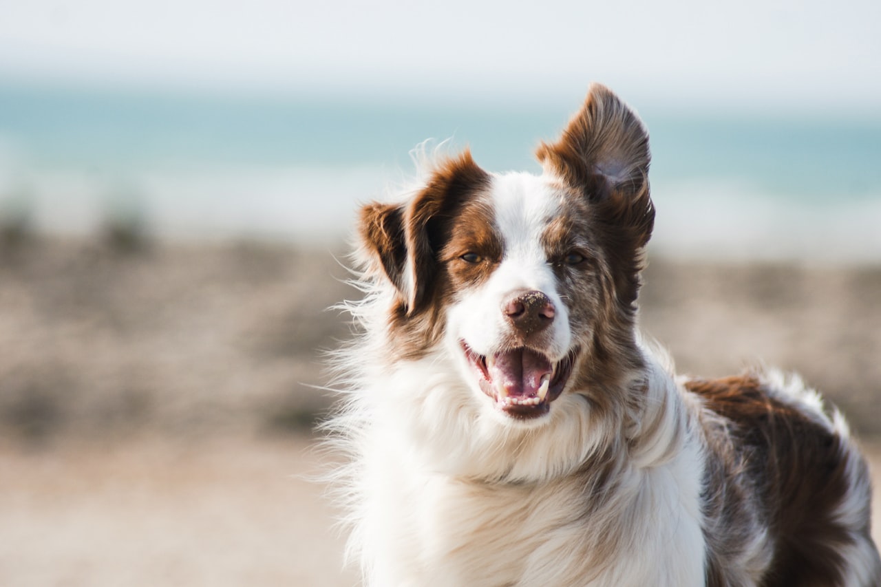 Flea & Tick Control service in Vancouver, WA
