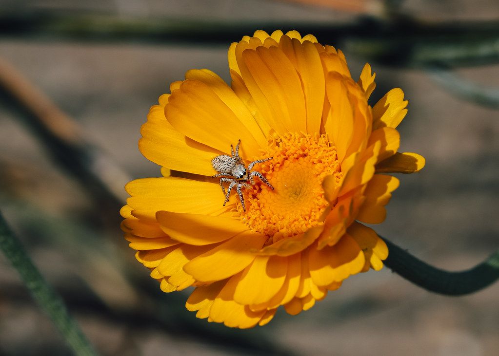 Spider Control service in Vancouver, WA